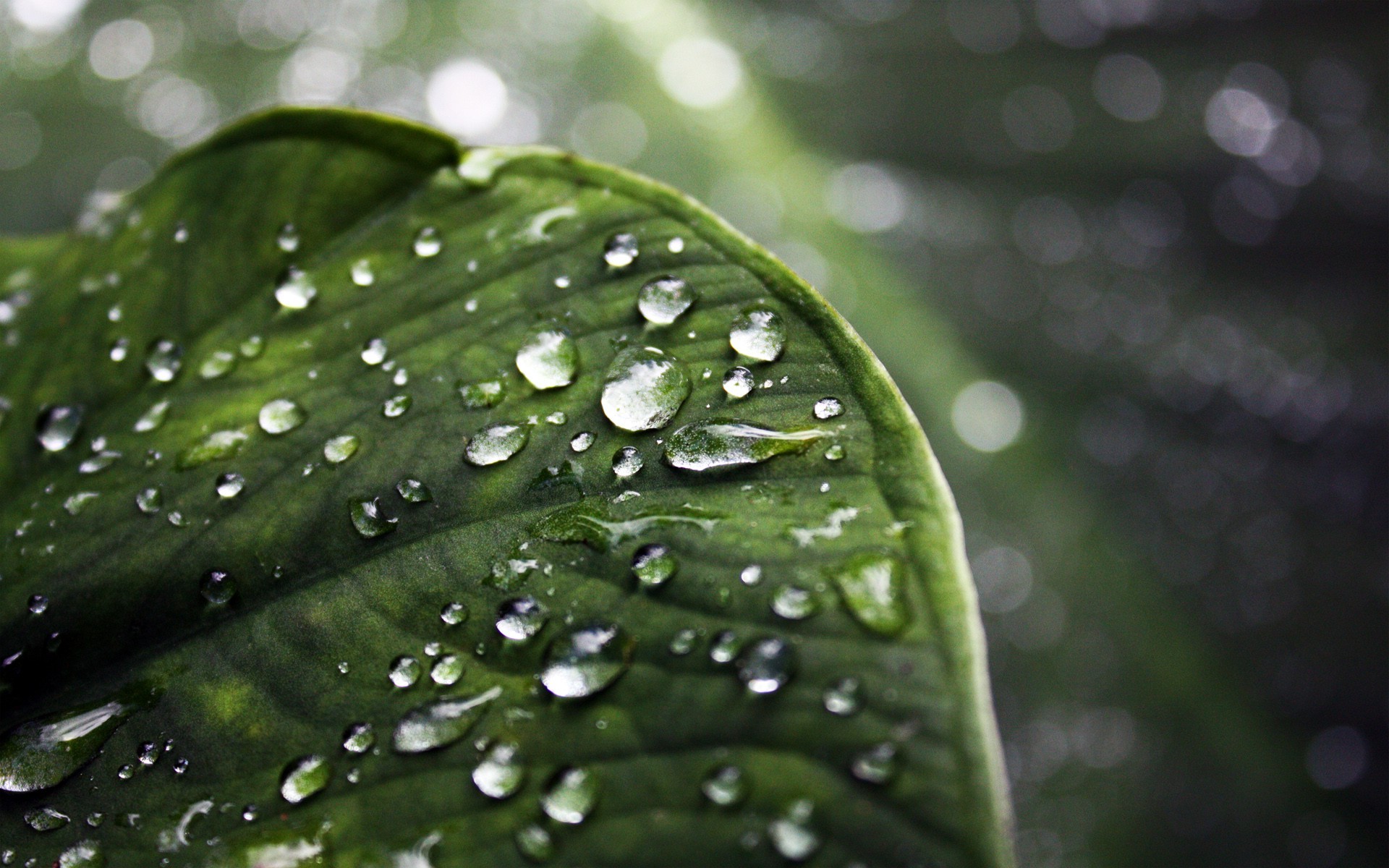 Macro Nature Water Drops Leaves Bokeh Wallpapers Hd Desktop And