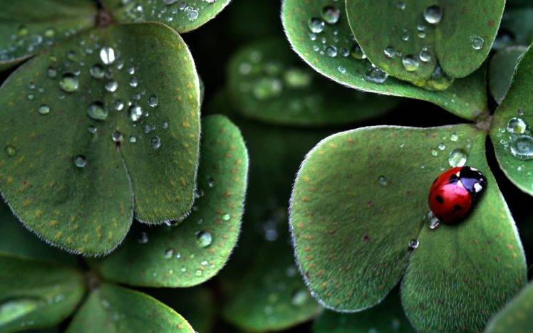 macro, Ladybugs, Insect, Leaves, Water Drops, Nature HD Wallpaper Desktop Background