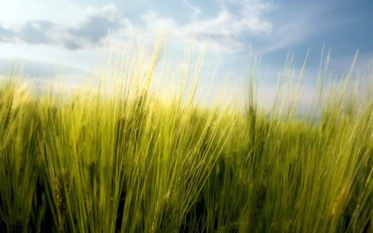 macro, Nature, Spring, Wheat, Bulgaria HD Wallpaper Desktop Background