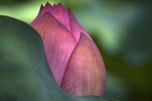 lotus Flowers, Flowers, Macro, Nature