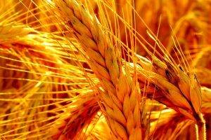 wheat, Nature, Crops, Spikelets