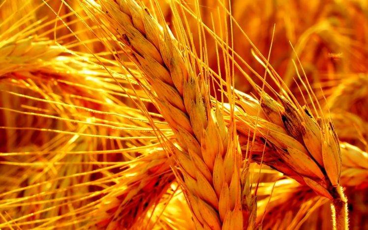 wheat, Nature, Crops, Spikelets HD Wallpaper Desktop Background