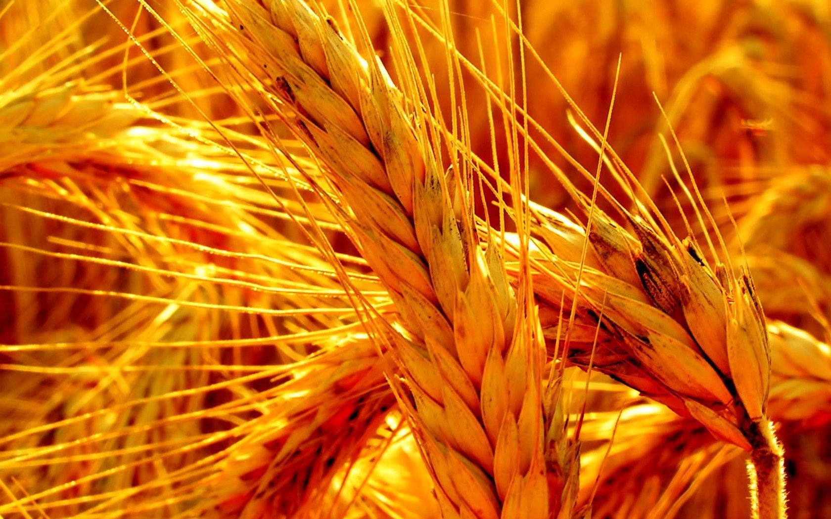 wheat, Nature, Crops, Spikelets Wallpaper