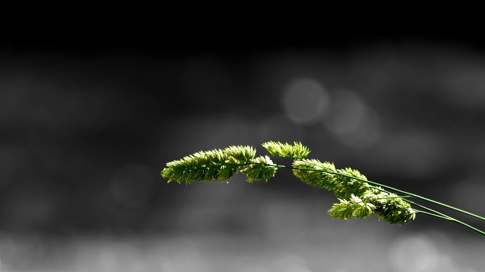 macro, Simple Background, Minimalism, Grass, Nature Wallpapers HD / Desktop  and Mobile Backgrounds