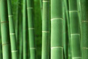 macro, Bamboo, Plants, Nature