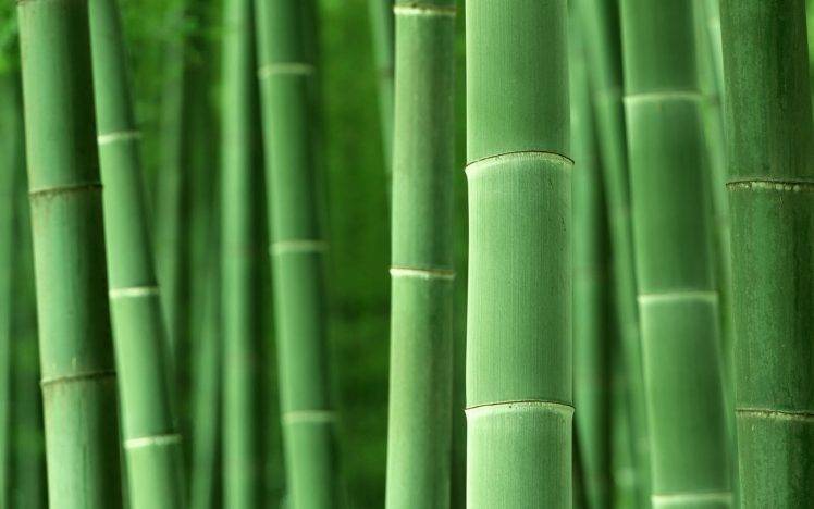 macro, Bamboo, Plants, Nature HD Wallpaper Desktop Background
