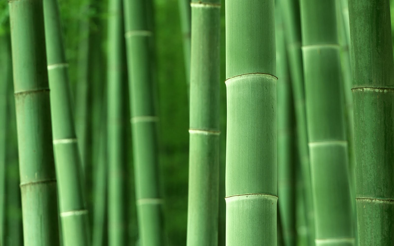 macro, Bamboo, Plants, Nature Wallpaper