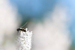 macro, Simple Background, Minimalism, Flowers, Insect, Bees