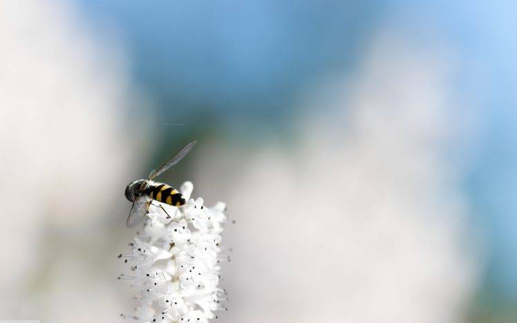 macro, Simple Background, Minimalism, Flowers, Insect, Bees HD Wallpaper Desktop Background