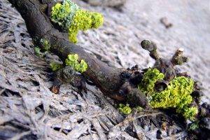 macro, Driftwood, Lichen, Nature