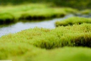 macro, Moss, Depth Of Field, Nature