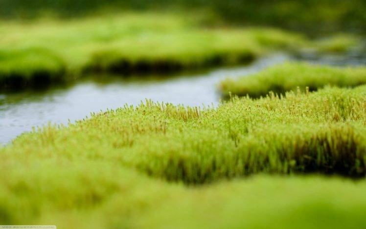 macro, Moss, Depth Of Field, Nature HD Wallpaper Desktop Background