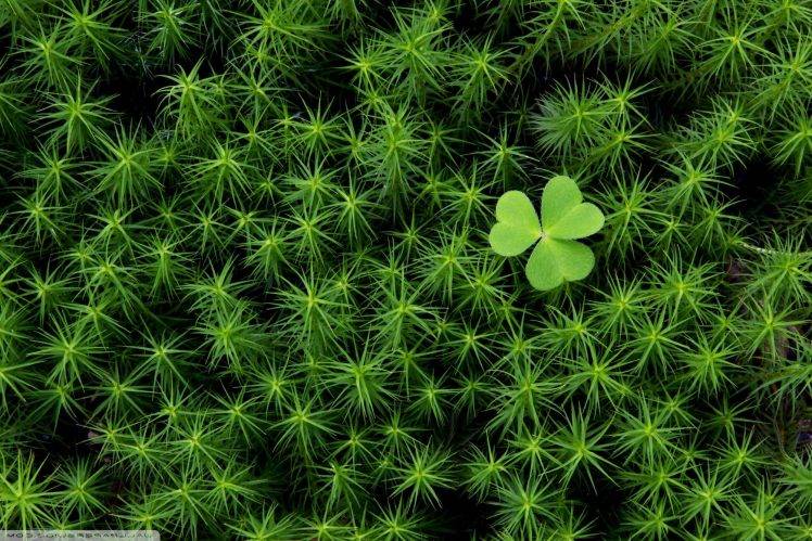 macro, Clovers, Nature, Plants HD Wallpaper Desktop Background