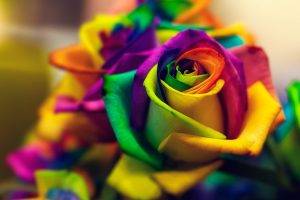 flowers, Closeup, Macro, Colorful, Rose