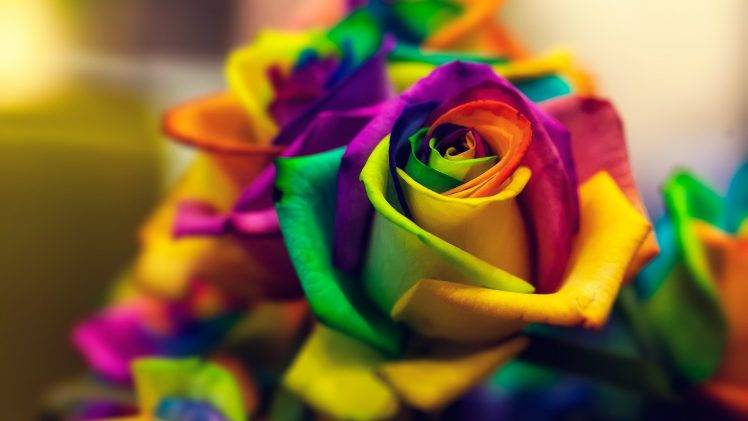 flowers, Closeup, Macro, Colorful, Rose HD Wallpaper Desktop Background