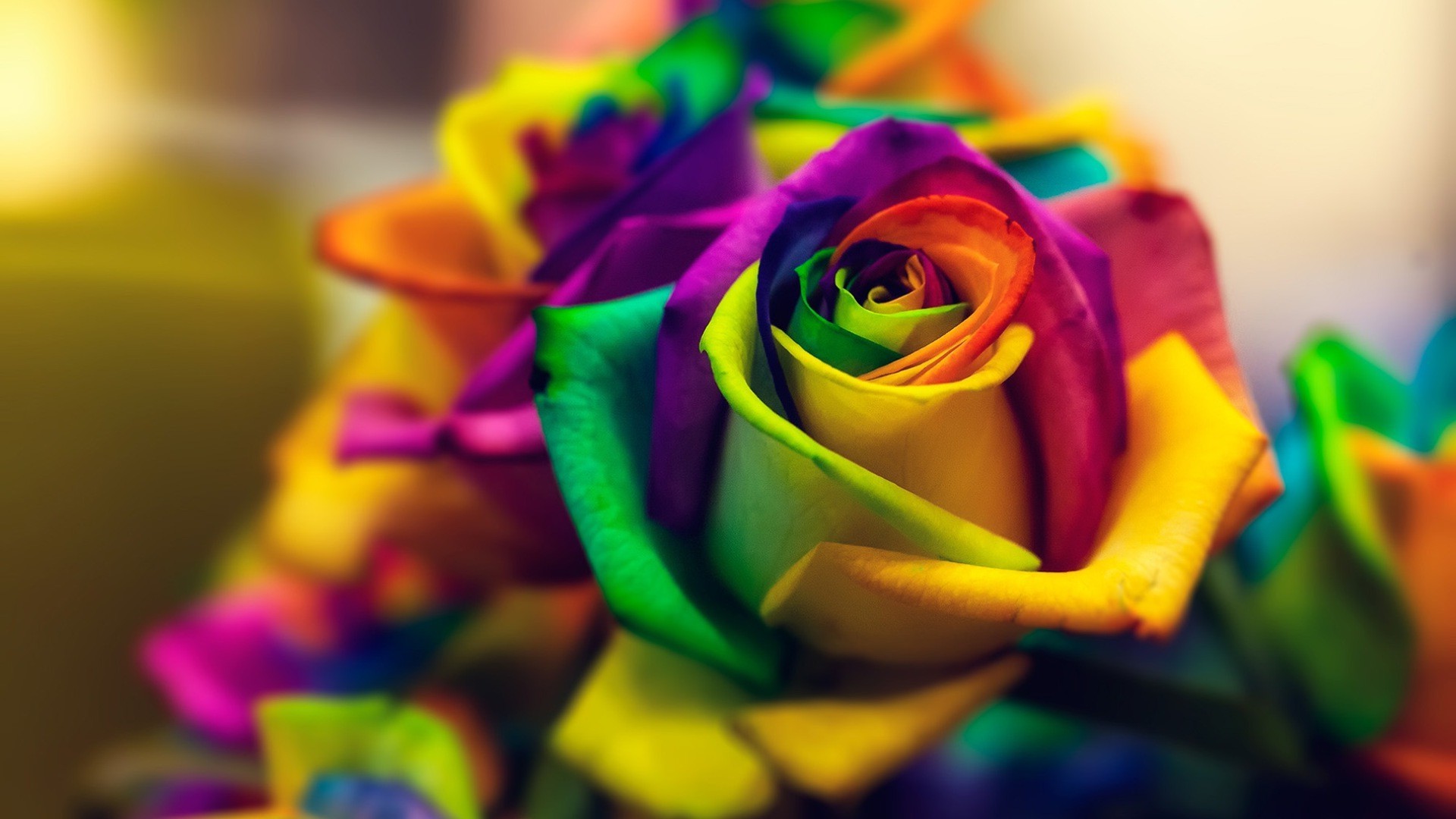 flowers, Closeup, Macro, Colorful, Rose Wallpapers HD 