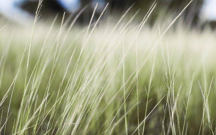 macro, Nature, Grass, Depth Of Field, Plants HD Wallpaper Desktop Background