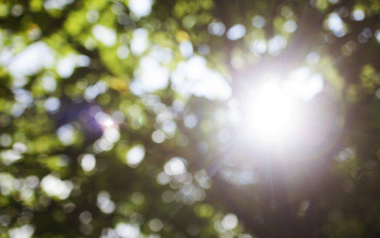 Featured image of post Blur Hd Backgrounds Tree - Sun flare through the blurry tree leaves.