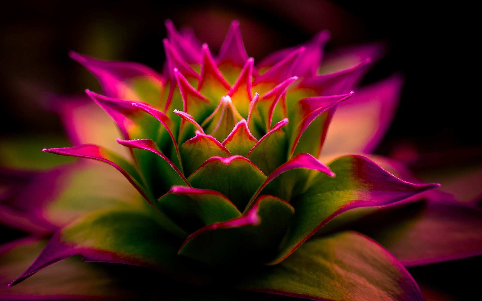  flowers  Pink Macro  Nature  Photography  Blurred Depth 