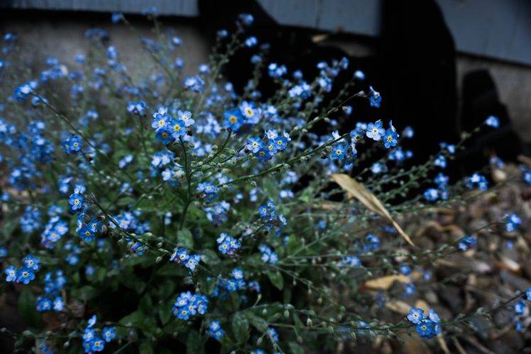 plants, Nature, Flowers, Forget me nots, Blue Flowers HD Wallpaper Desktop Background