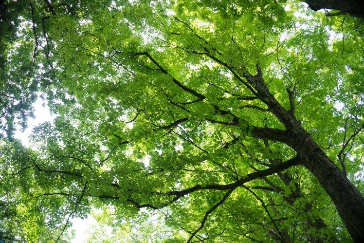 nature, Trees, Maple Leaves HD Wallpaper Desktop Background