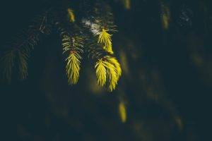 spruce, Macro, Sunlight, Depth Of Field, Blurred, Nature, Photography