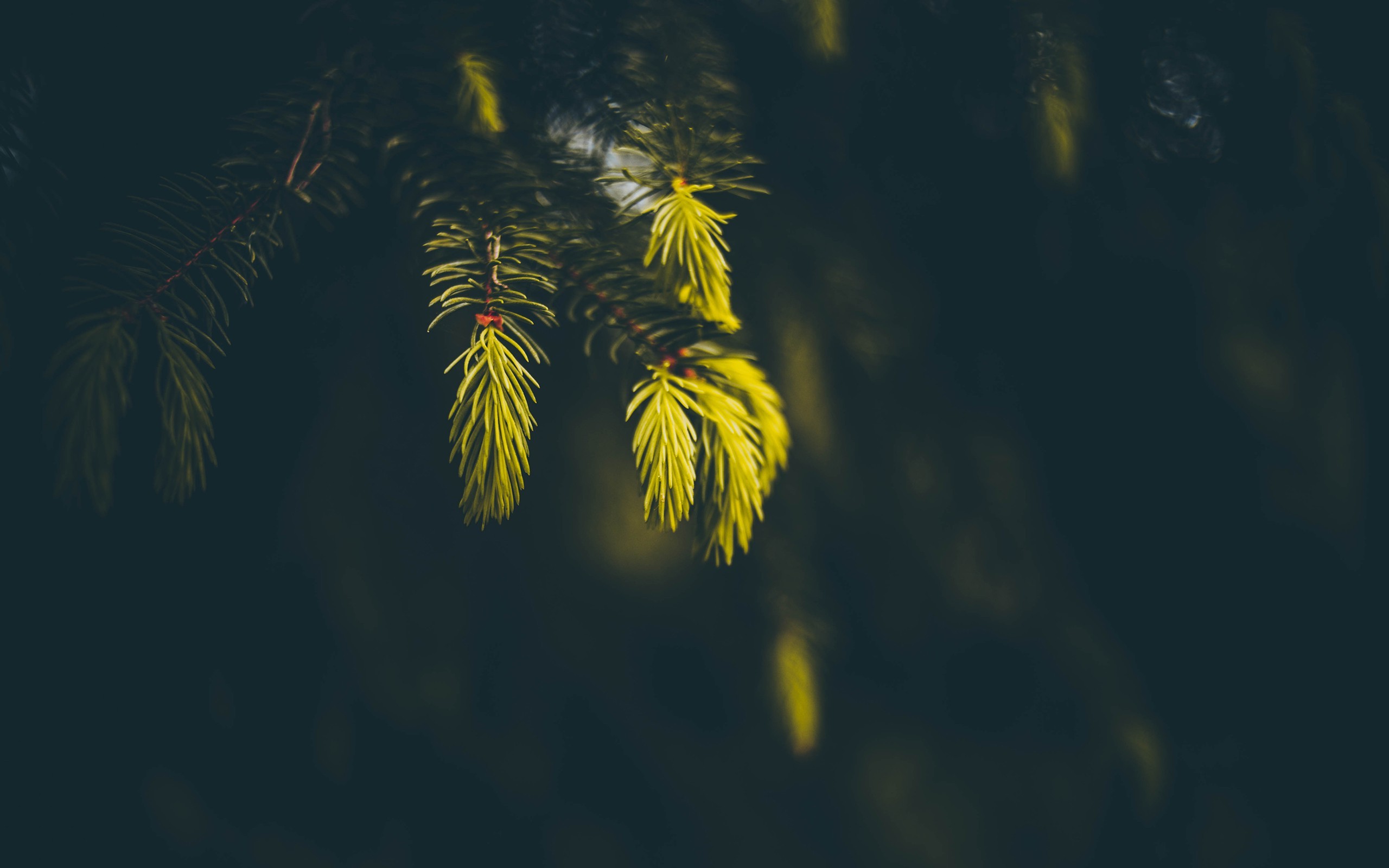 spruce, Macro, Sunlight, Depth Of Field, Blurred, Nature, Photography Wallpaper