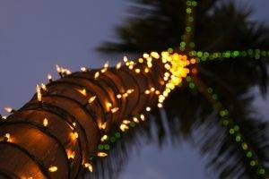 palm Trees, Lights, Decorations, Bokeh, Blurred, Depth Of Field, Macro, Nature, Trees, Festivals, Worms Eye View