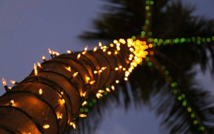 palm Trees, Lights, Decorations, Bokeh, Blurred, Depth Of Field, Macro, Nature, Trees, Festivals, Worms Eye View HD Wallpaper Desktop Background