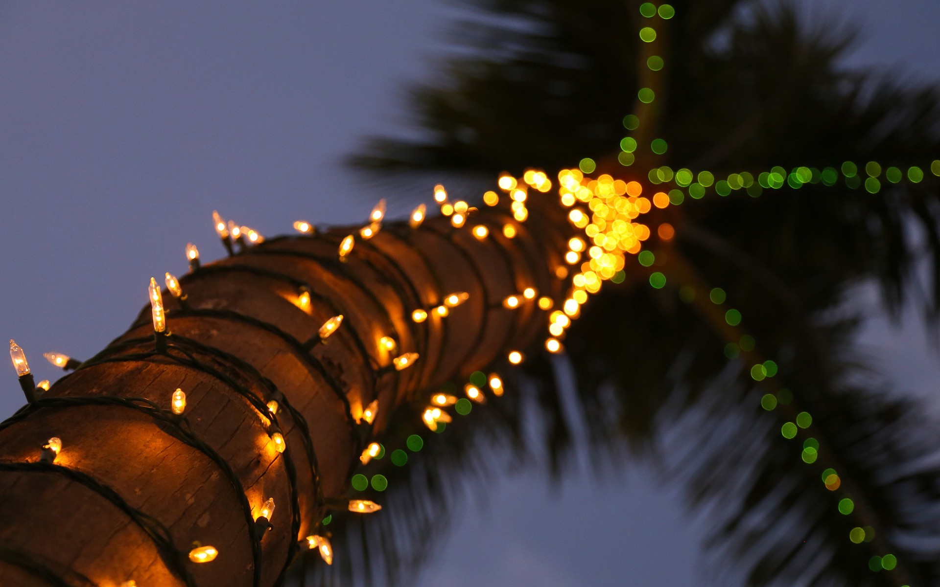 palm Trees, Lights, Decorations, Bokeh, Blurred, Depth Of Field, Macro, Nature, Trees, Festivals, Worms Eye View Wallpaper