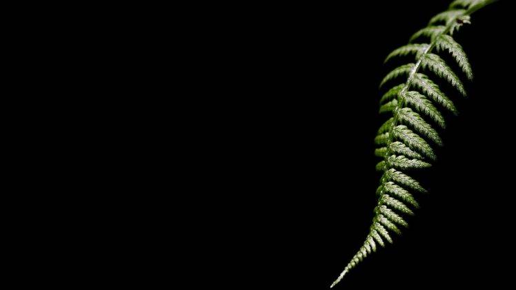 nature, Leaves, Minimalism, Ferns, Black Background, Green, Macro HD Wallpaper Desktop Background