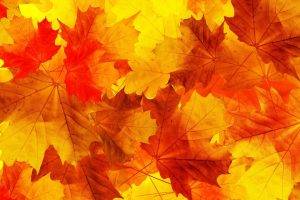 nature, Leaves, Minimalism, Fall, Orange, Yellow, Macro