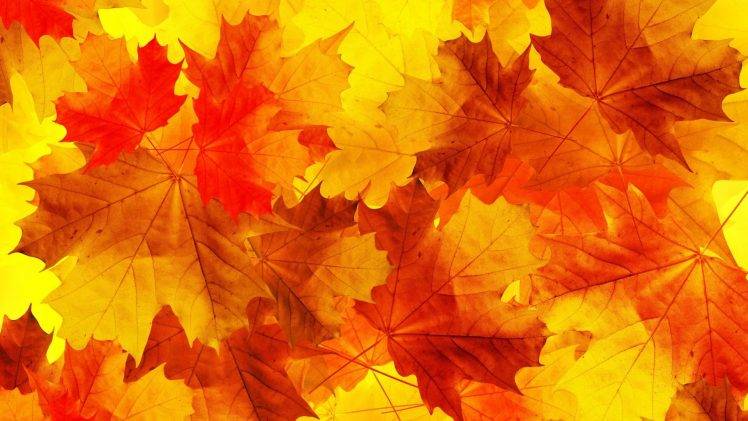 nature, Leaves, Minimalism, Fall, Orange, Yellow, Macro HD Wallpaper Desktop Background