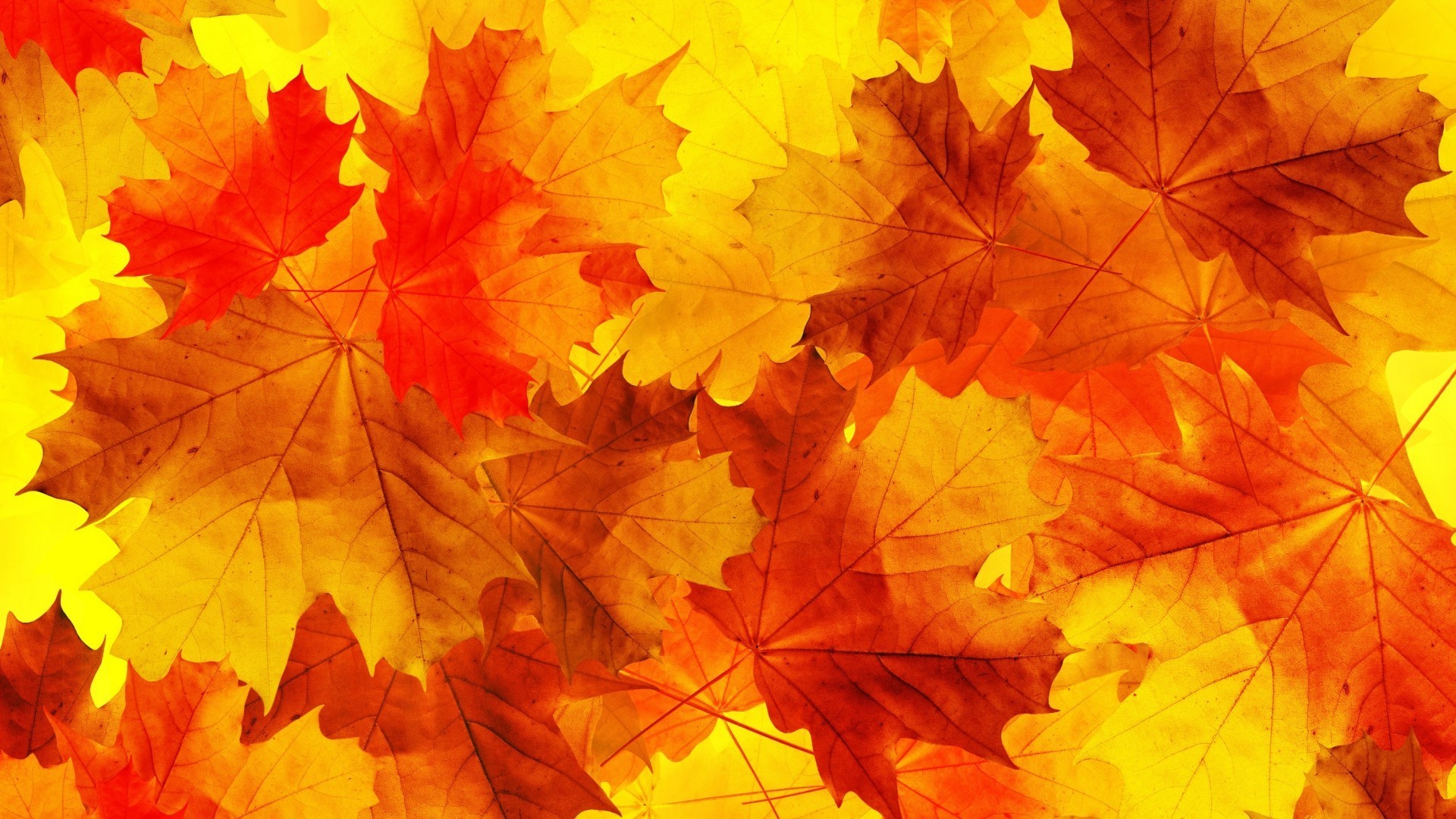 nature, Leaves, Minimalism, Fall, Orange, Yellow, Macro Wallpaper