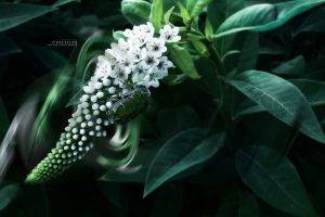 moonlight, Macro, Beetles, Leaves, Leaf  Bug, White Flowers, Photography