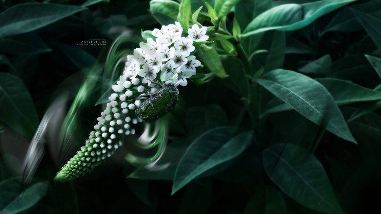 moonlight, Macro, Beetles, Leaves, Leaf  Bug, White Flowers, Photography HD Wallpaper Desktop Background