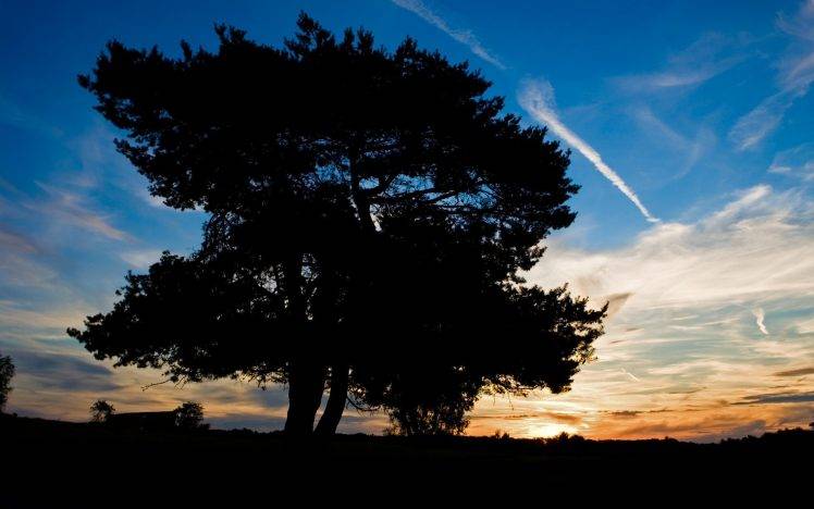 dusk, Trees, Sunset, Nature HD Wallpaper Desktop Background