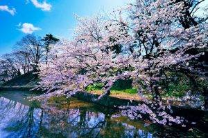 nature, Cherry Blossom