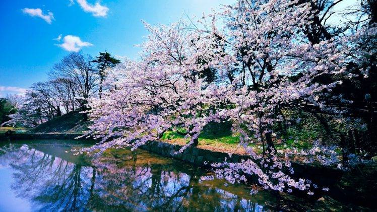 nature, Cherry Blossom HD Wallpaper Desktop Background