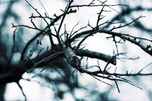 nature, Trees, Macro, Branch, Muted