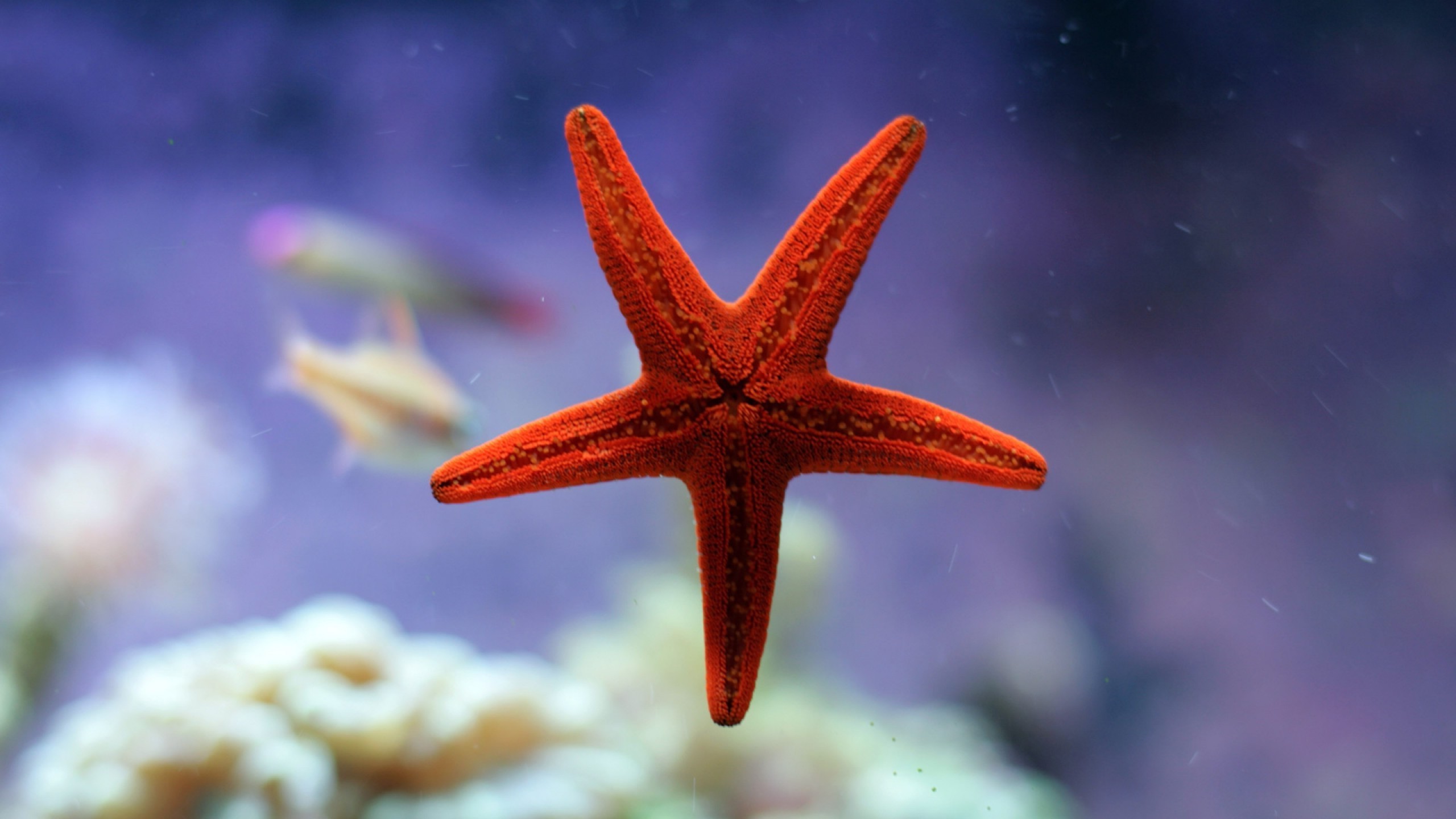 nature, Water, Underwater, Starfish, Coral, Depth Of Field, Fish