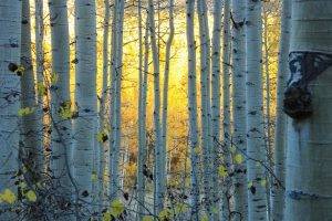 nature, Trees, Forest, Sun, Sunlight, Leaves, Branch, Colorado, USA, Birch