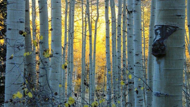 nature, Trees, Forest, Sun, Sunlight, Leaves, Branch, Colorado, USA, Birch HD Wallpaper Desktop Background