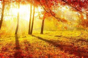 nature, Trees, Forest, Sun, Sunlight, Leaves, Branch, Fall, Shadow, Grass, Plants