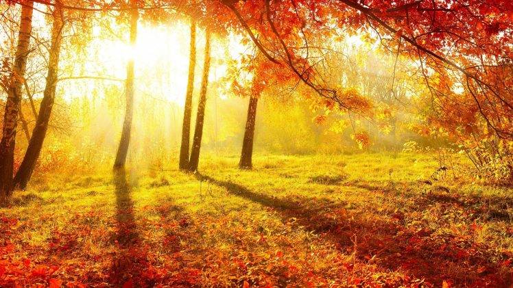 nature, Trees, Forest, Sun, Sunlight, Leaves, Branch, Fall, Shadow, Grass, Plants HD Wallpaper Desktop Background
