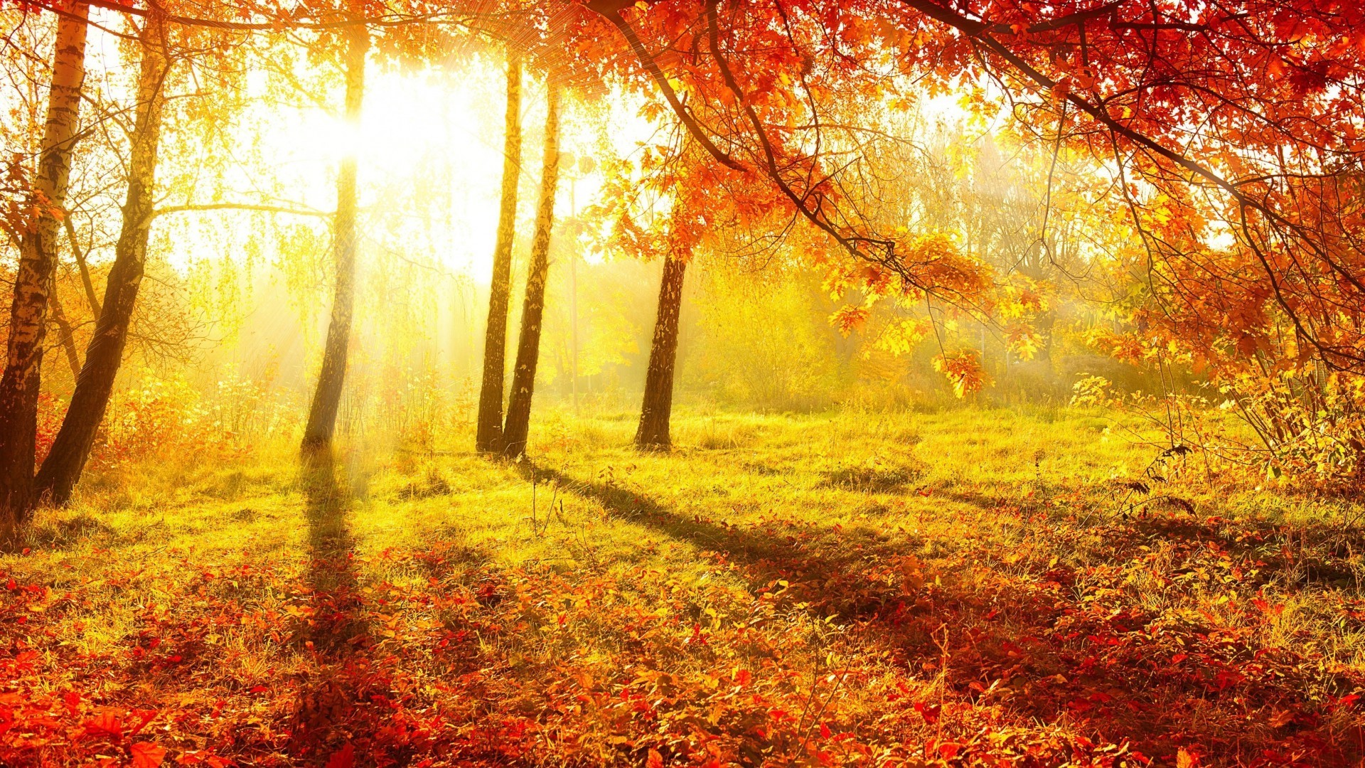 nature, Trees, Forest, Sun, Sunlight, Leaves, Branch, Fall, Shadow, Grass, Plants Wallpaper