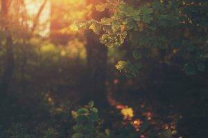 sunlight, Plants, Leaves, Bokeh, Nature