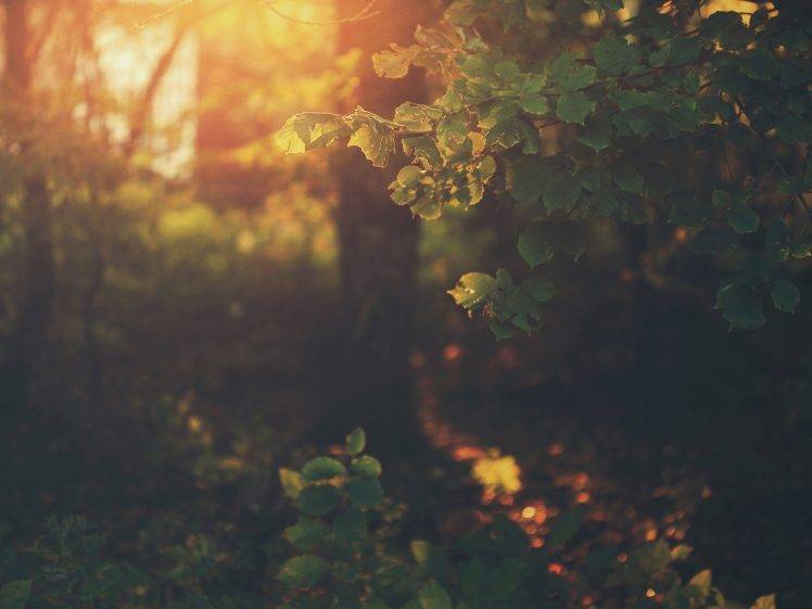 sunlight, Plants, Leaves, Bokeh, Nature HD Wallpaper Desktop Background
