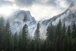 mountain, Ice, Spruce, Mist, Overcast, Nature