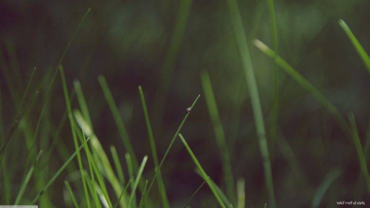 nature, Macro, Grass HD Wallpaper Desktop Background
